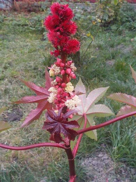  - Flori in octombrie 2018