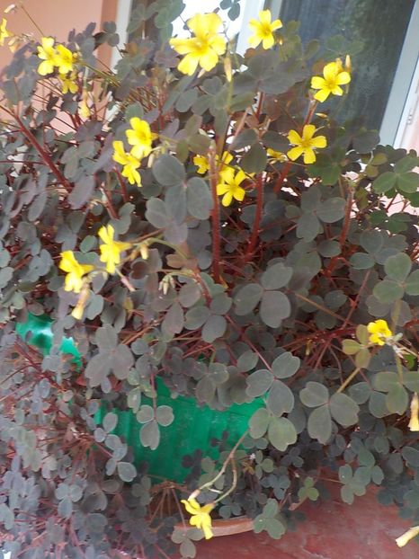  - oxalis spiralis vulcanicola