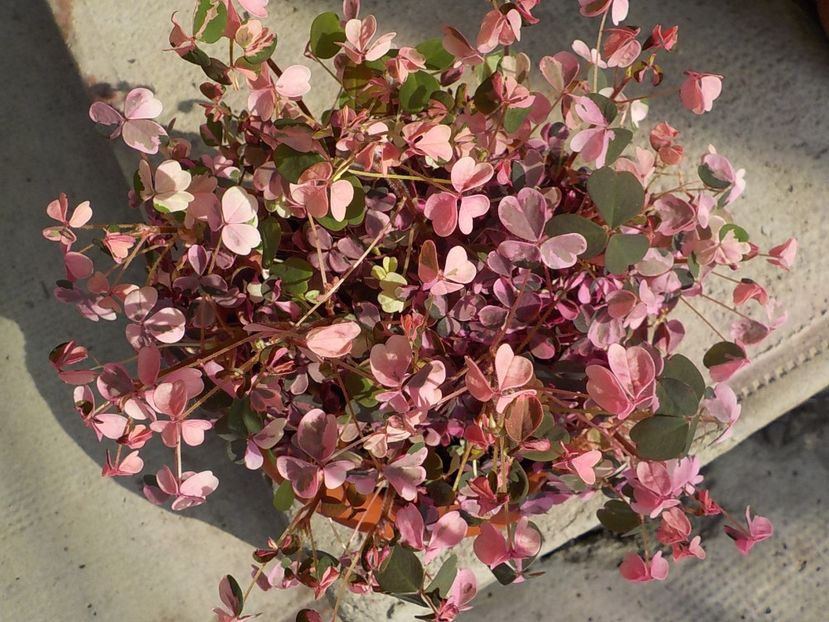  - oxalis spiralis vulcanicola
