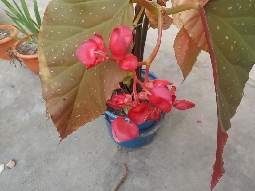  - begonia lucernae
