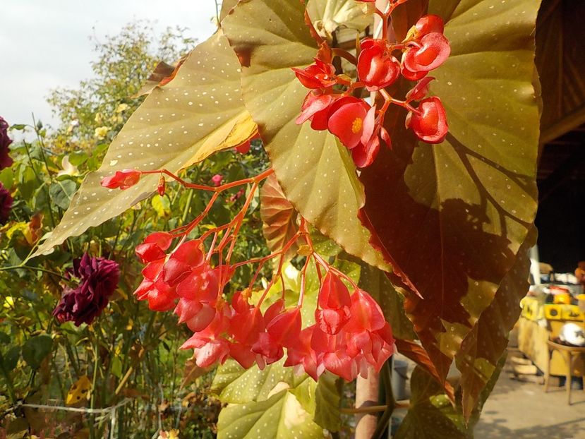  - begonia lucernae