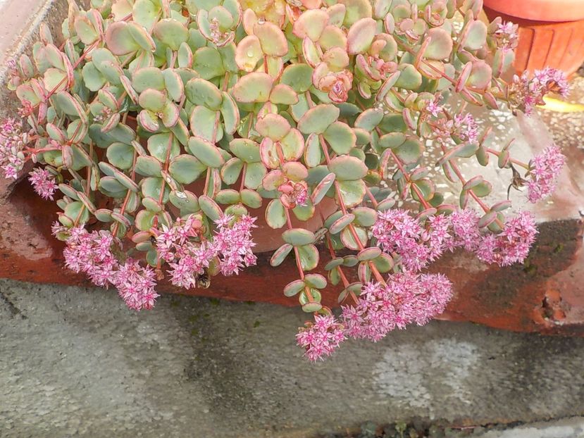  - sedum sieboldii
