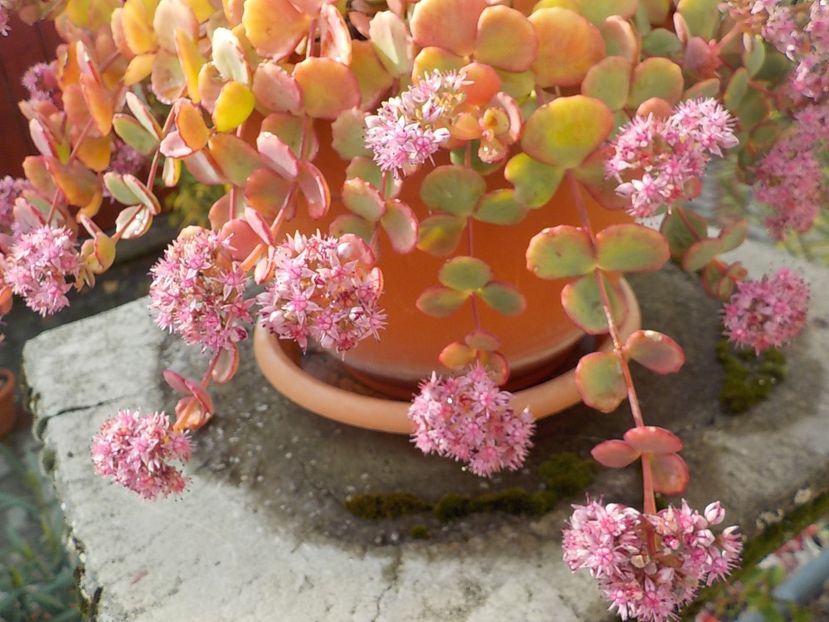  - sedum sieboldii
