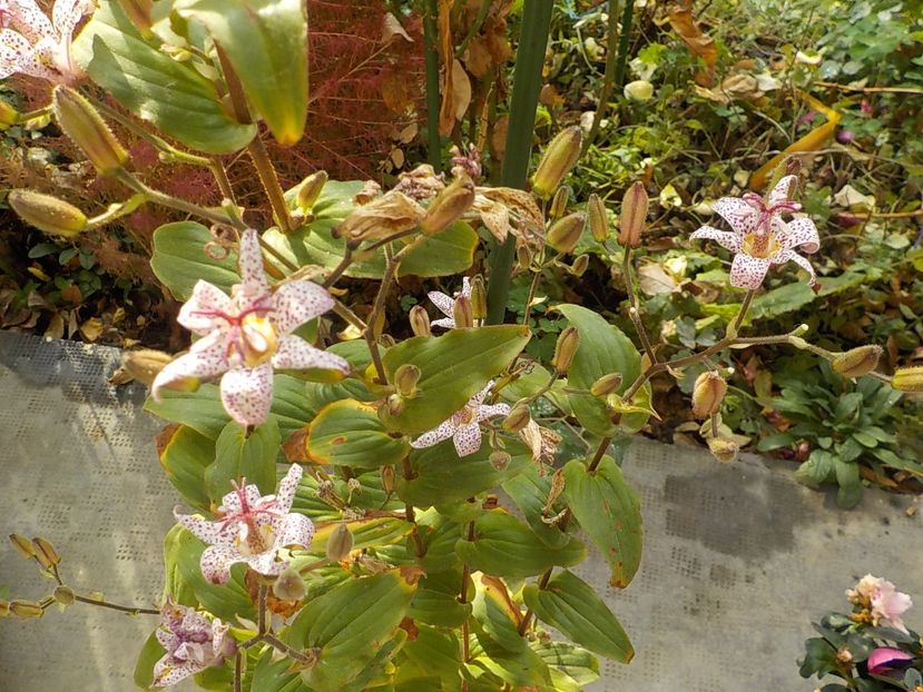 - tricyrtis hirta