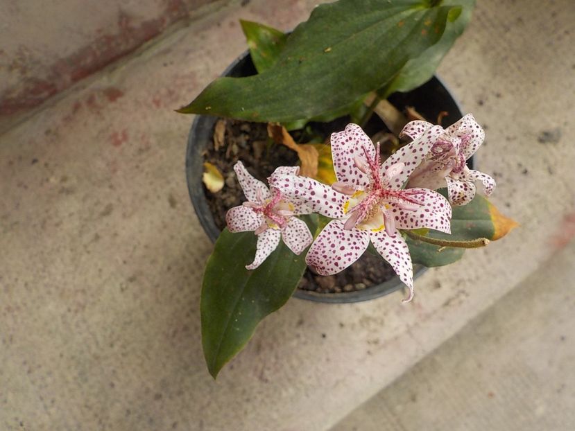  - tricyrtis hirta