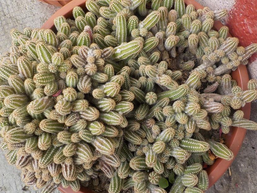  - CACTUSI si SUCULENTE
