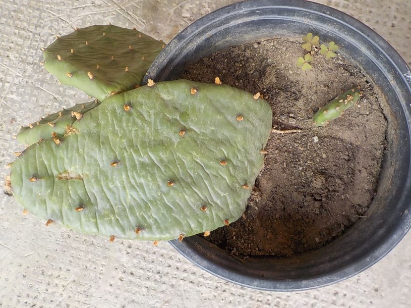  - CACTUSI si SUCULENTE