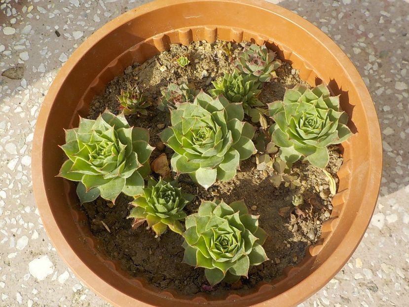  - Genul Sempervivum