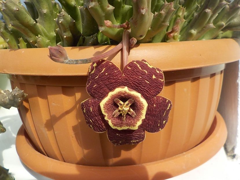  - Genul Stapeliade