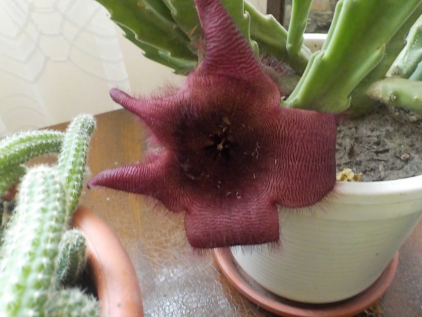  - Genul Stapeliade