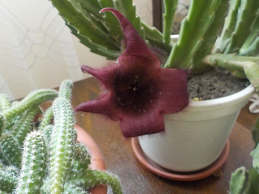  - Genul Stapeliade