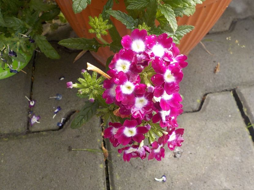  - Flori in octombrie 2018