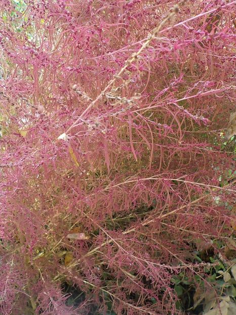  - Flori in octombrie 2018