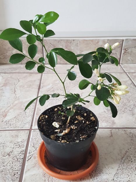 Murraya - Alte plante de interior