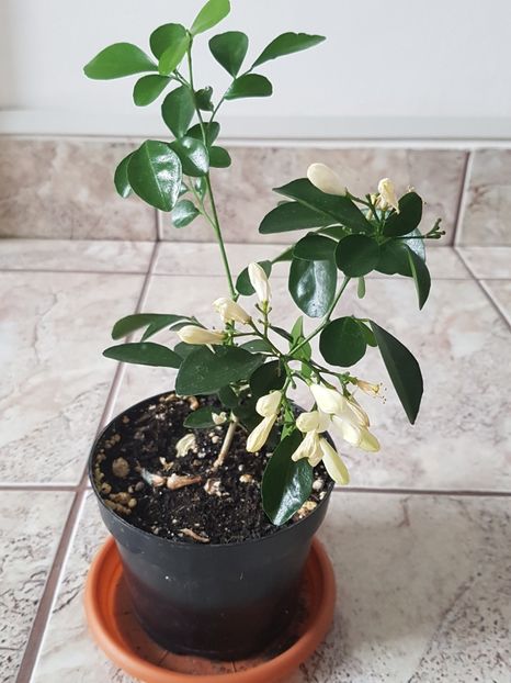 Murraya - Alte plante de interior