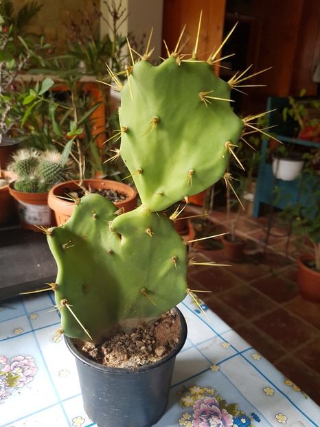 2 - Opuntia