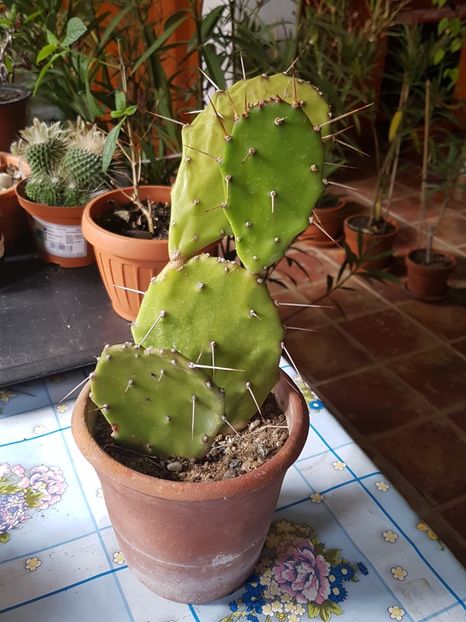 3 - Opuntia