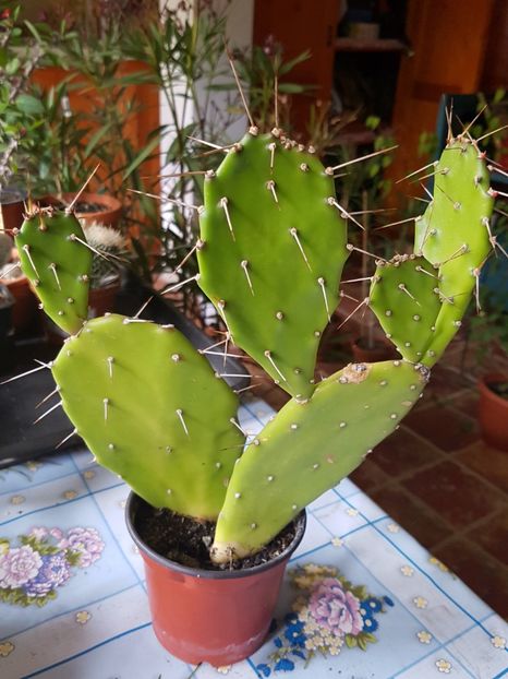 5 - Opuntia