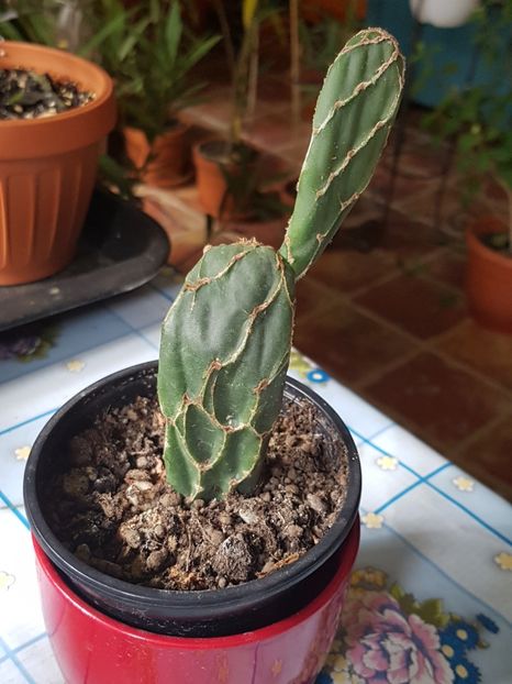 Opuntia zebrina reticulata - Opuntia