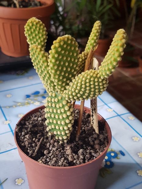 Opuntia microdasys var. pallida - Opuntia