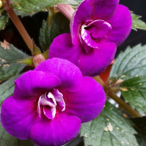  - Achimenes magenta