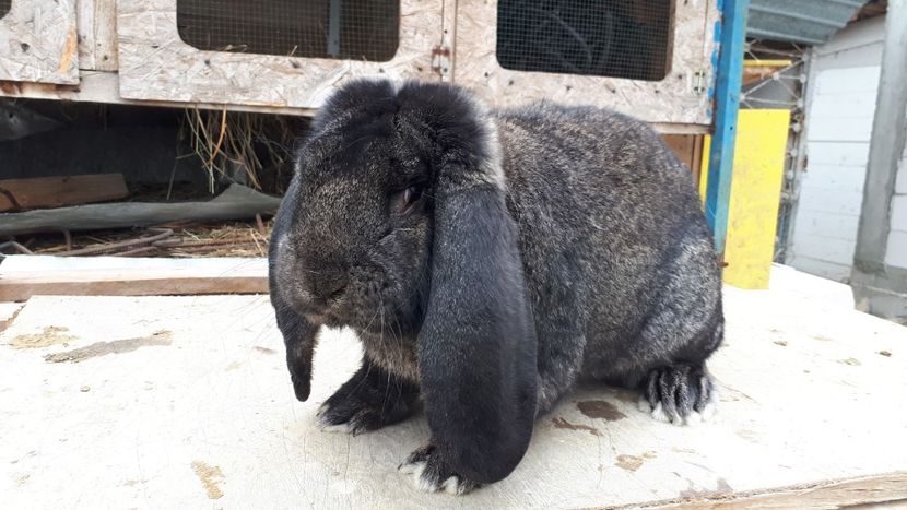 10 luni - Mascul gri fier