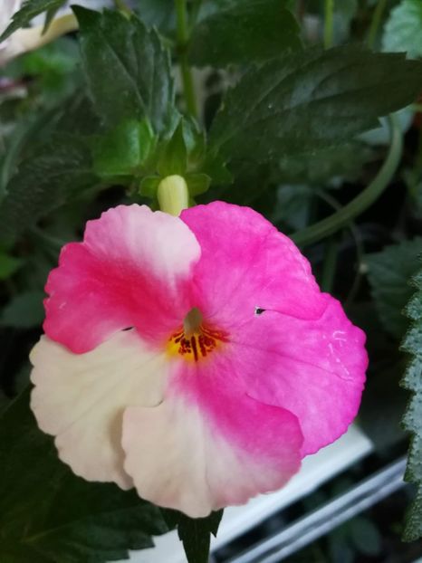  - Achimenes bicolor