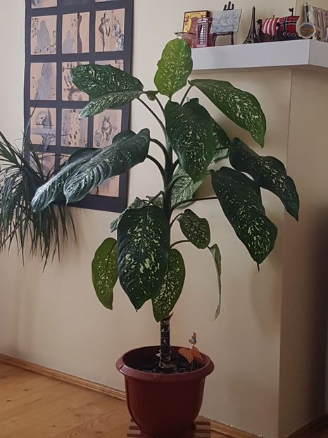 Diffenbachia, acum. - Alte plante de interior