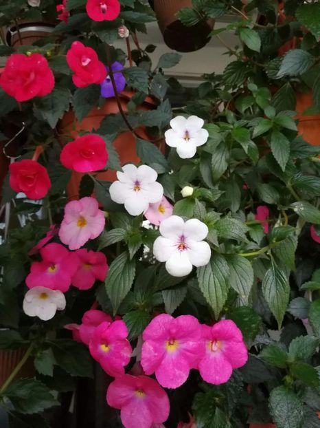  - Achimenes dupa culoare