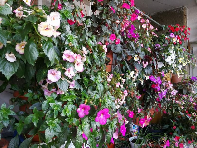  - Achimenes dupa model floral