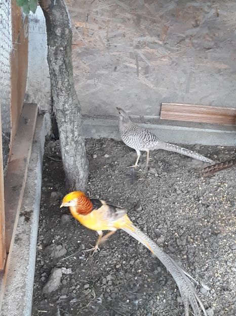  - Fazan Auriu Galben