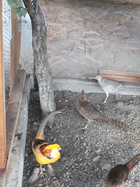  - Fazan Auriu Galben