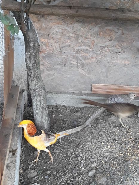  - Fazan Auriu Galben