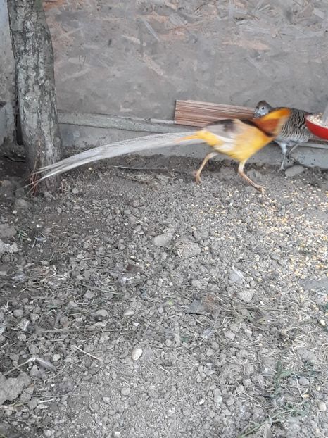  - Fazan Auriu Galben