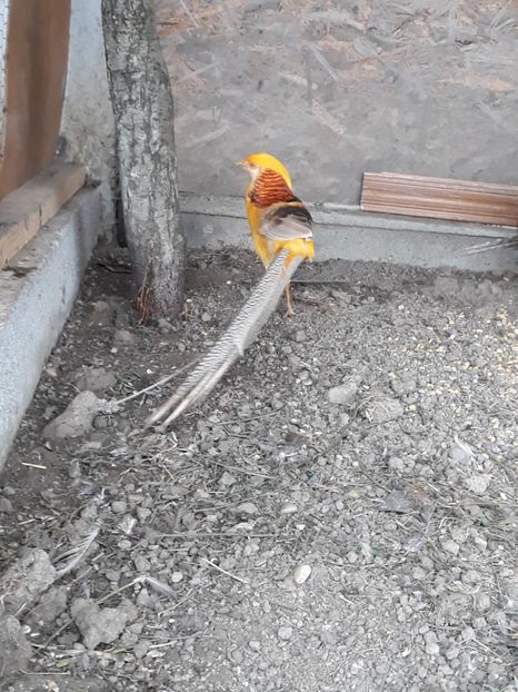  - Fazan Auriu Galben