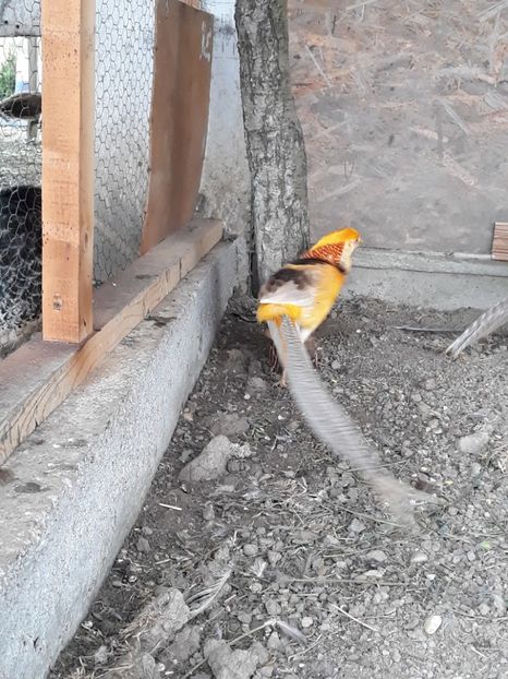  - Fazan Auriu Galben