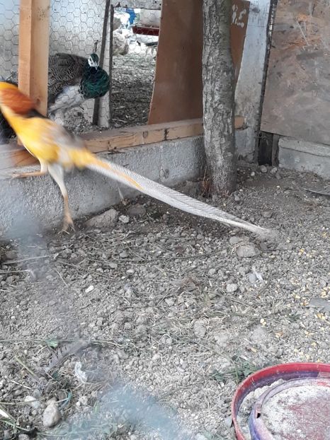  - Fazan Auriu Galben