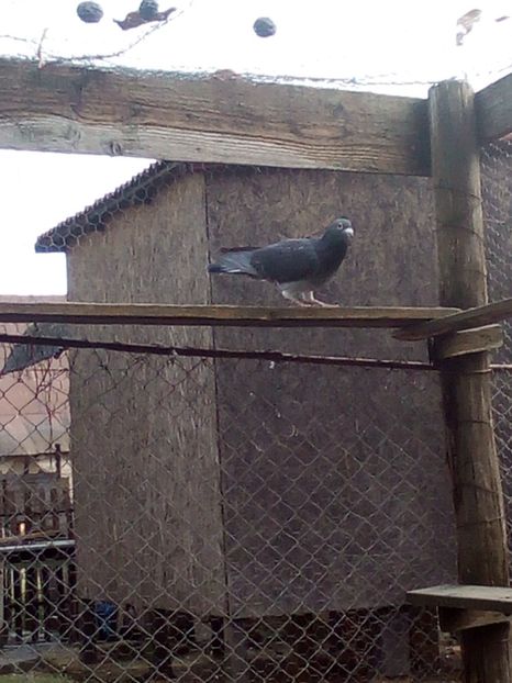  - Voiajori