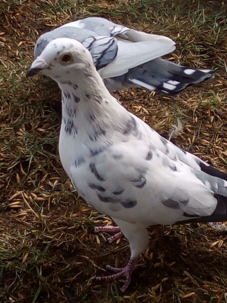  - Voiajori