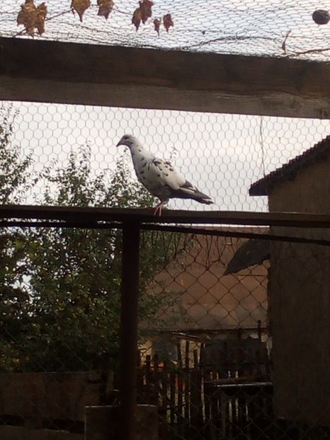  - Voiajori