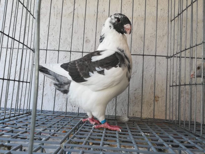 Masc 2018 - Matca AGH 2019