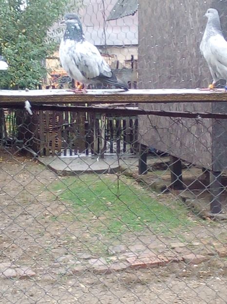  - D DE VANZARE SAU LA SCHIMB