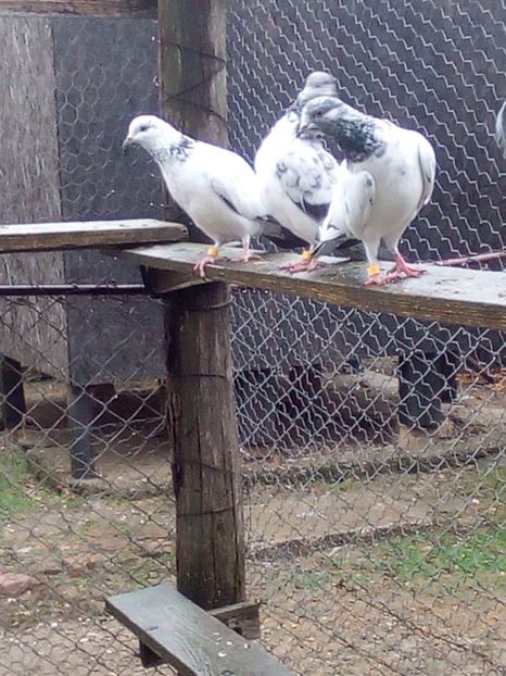  - D DE VANZARE SAU LA SCHIMB