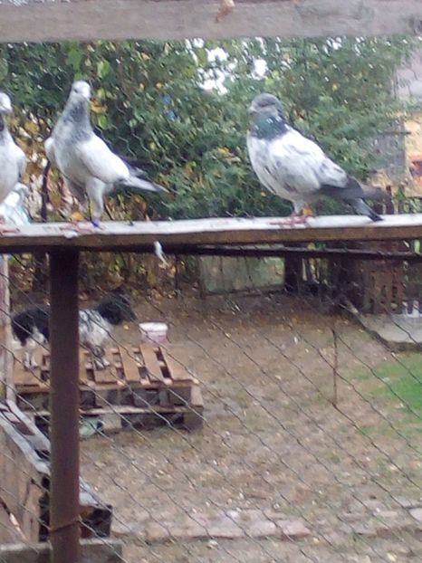  - D DE VANZARE SAU LA SCHIMB