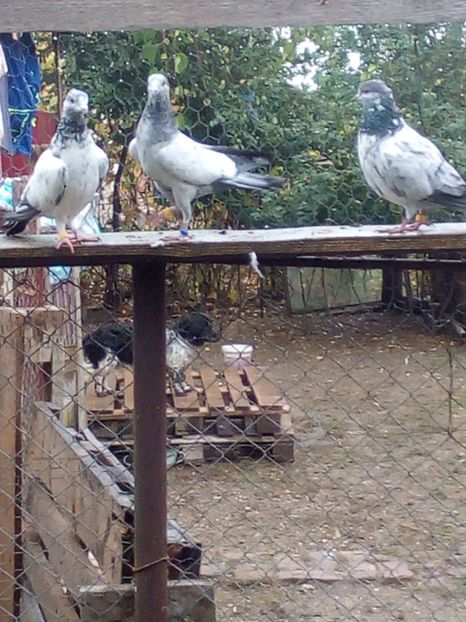  - D DE VANZARE SAU LA SCHIMB