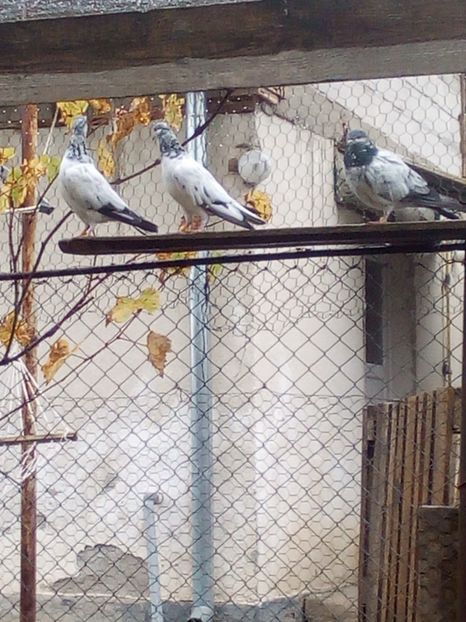  - D DE VANZARE SAU LA SCHIMB