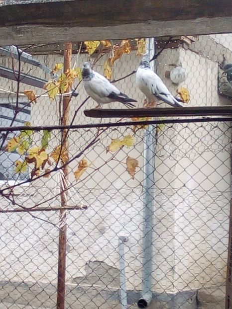  - D DE VANZARE SAU LA SCHIMB