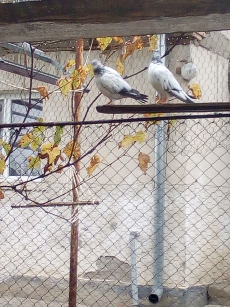  - D DE VANZARE SAU LA SCHIMB