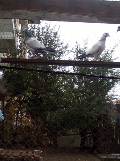  - D DE VANZARE SAU LA SCHIMB