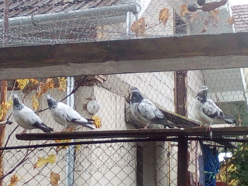  - D DE VANZARE SAU LA SCHIMB